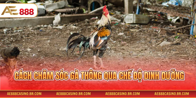Cách chăm sóc gà thông qua chế độ dinh dưỡng