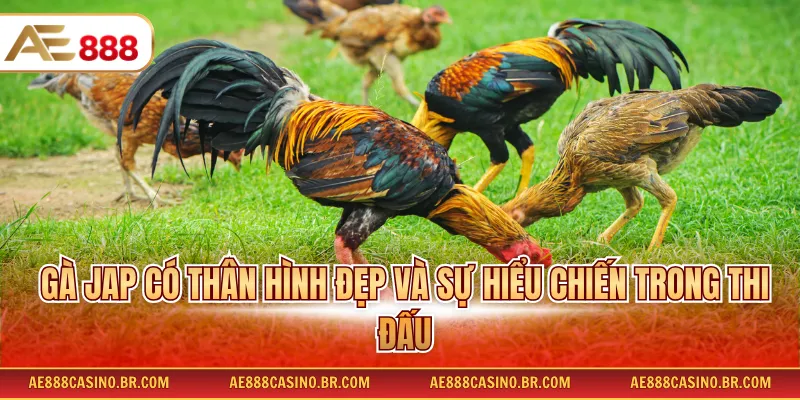 Giống Gà Chọi Tốt - Danh Sách Chiến Kê Tài Năng, Dễ Huấn Luyện 3 Gà JAP có thân hình đẹp và sự hiểu chiến trong thi đấu