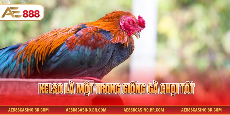 Giống Gà Chọi Tốt - Danh Sách Chiến Kê Tài Năng, Dễ Huấn Luyện 2 Kelso là một trong giống gà chọi tốt