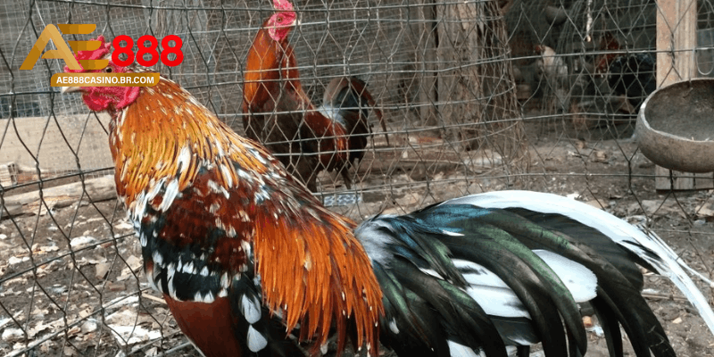 Gà Thay Lông Bao Lâu? Kinh Nghiệm Chăm Sóc Gà Đá Hồi Phục Nhanh 3 Các yếu tố ảnh hưởng đến thời gian gà thay lông bao lâu