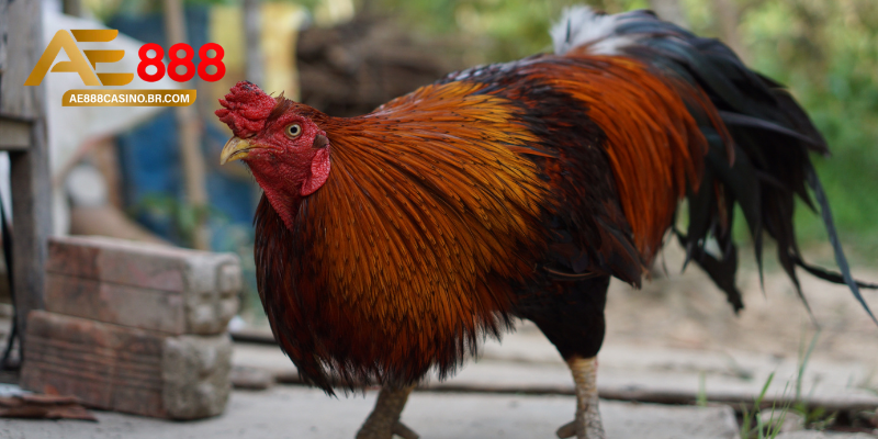 Cách trị gà ăn không tiêu bằng thuốc chuyên dụng