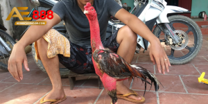 Gà thay lông bao lâu theo từng giai đoạn phát triển