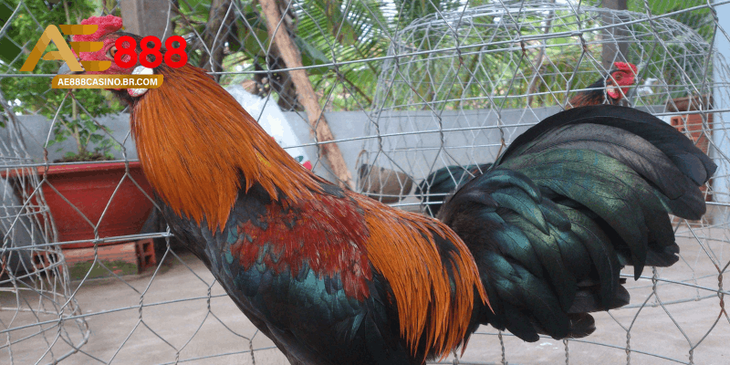 Gà Thay Lông Bao Lâu? Kinh Nghiệm Chăm Sóc Gà Đá Hồi Phục Nhanh 4 Kinh nghiệm thực chiến từ anh em sư kê tại AE888